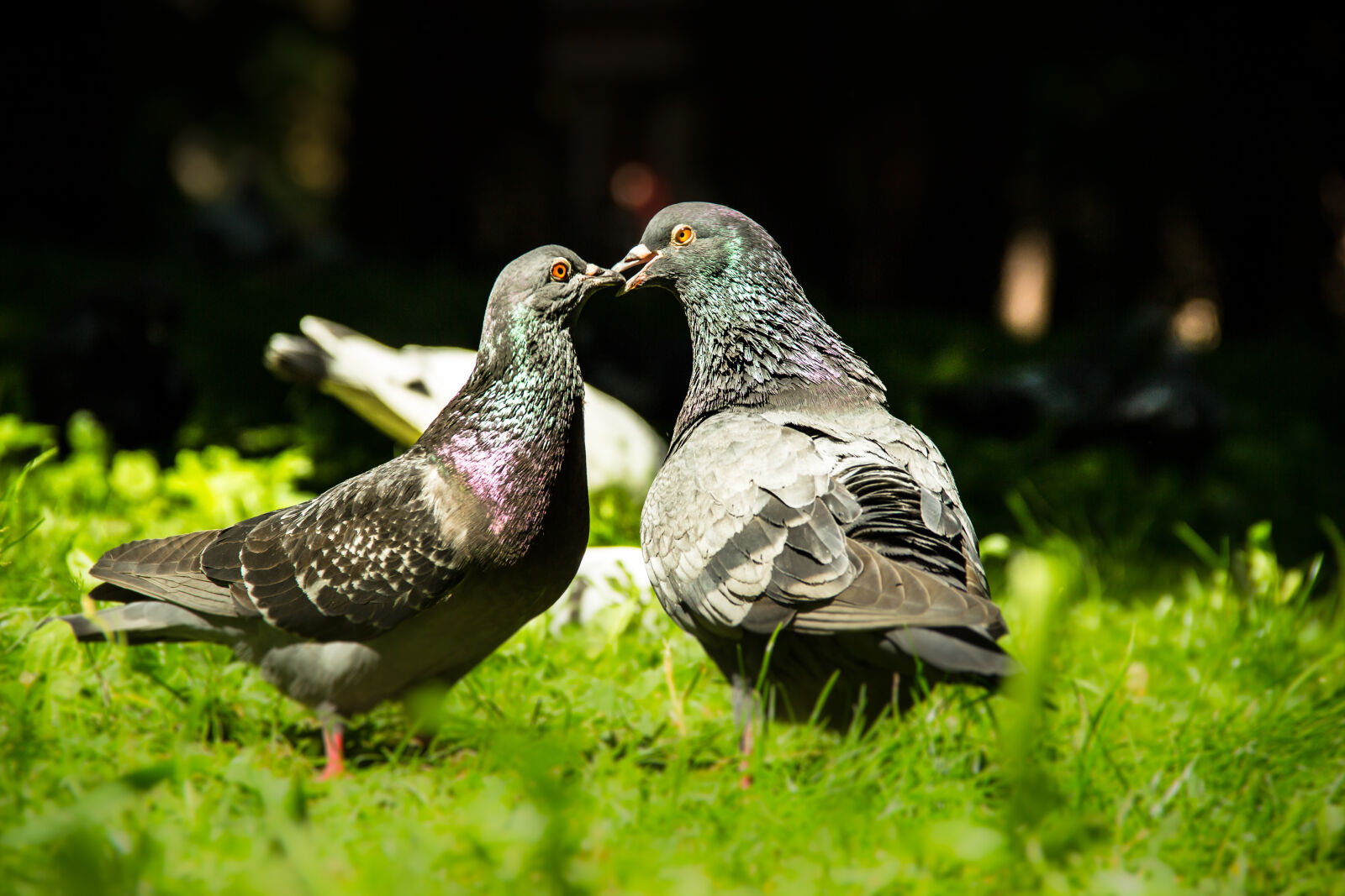 Canon EOS 600D (Rebel EOS T3i / EOS Kiss X5) sample photo. Animal, animals, bird, birds photography