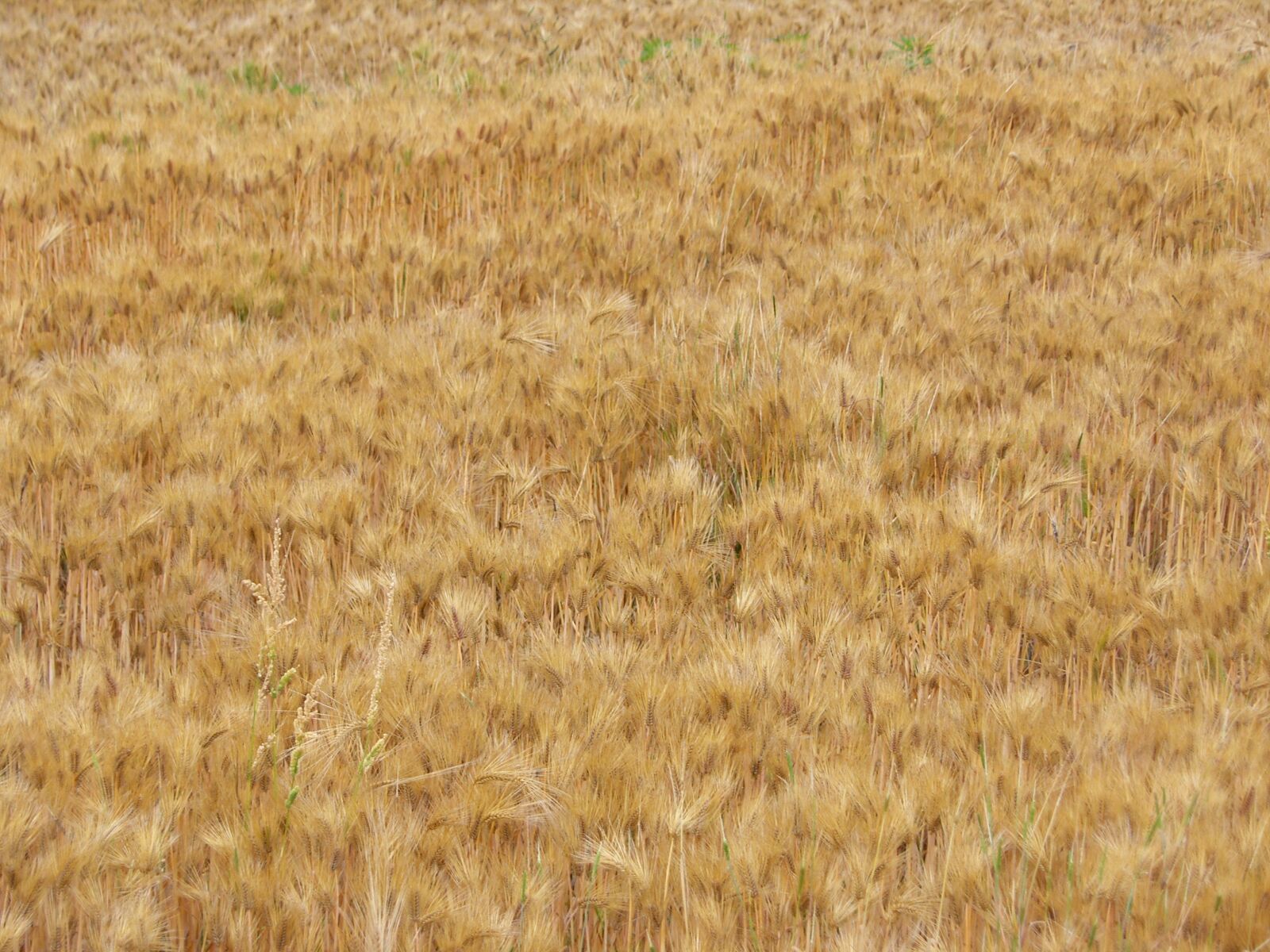 Samsung Pro 815 sample photo