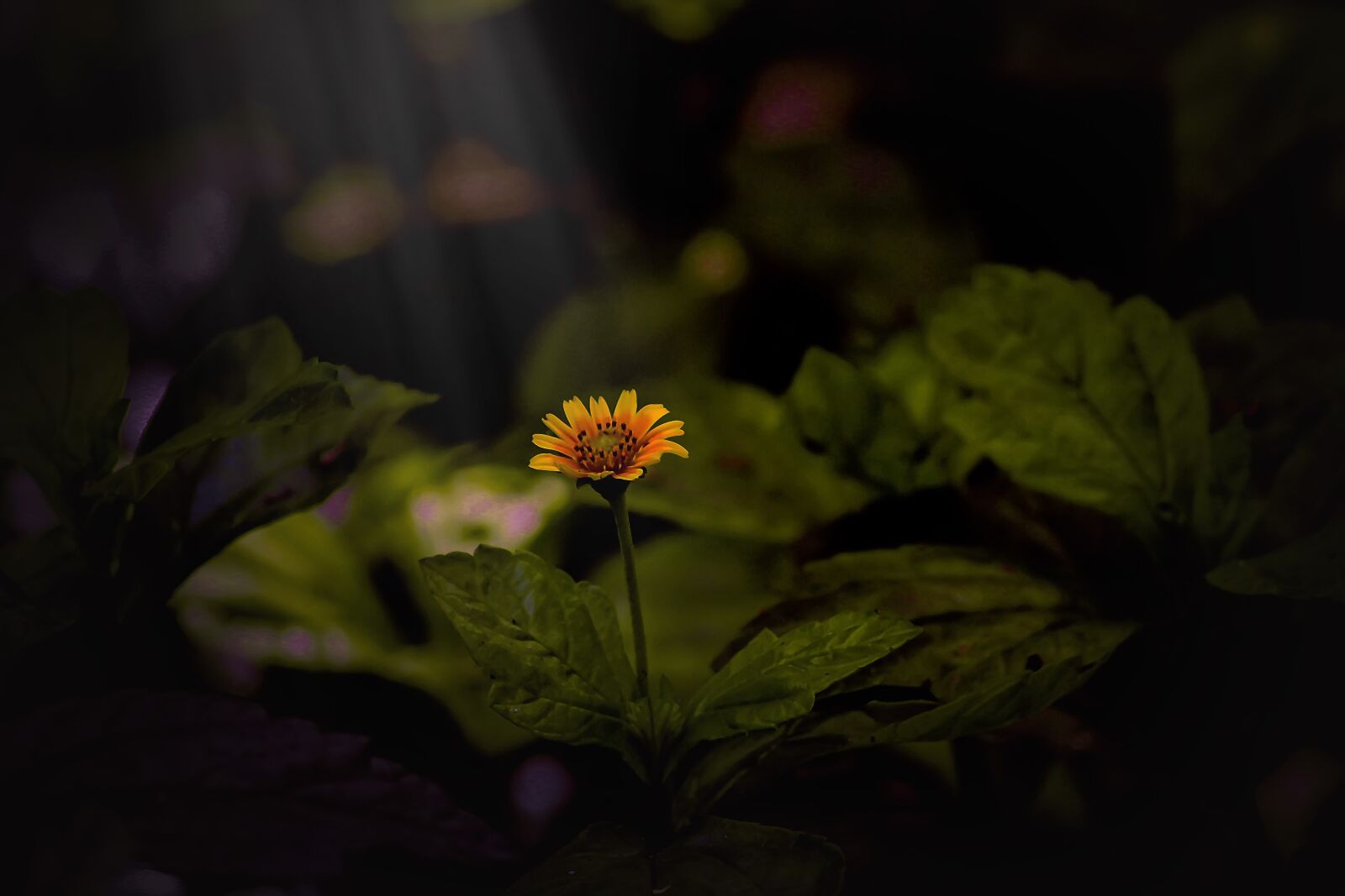 Canon EOS 1300D (EOS Rebel T6 / EOS Kiss X80) sample photo. Flower, wild, daisy flower photography