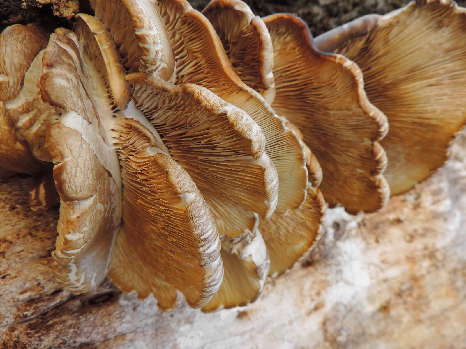 Nikon Coolpix P520 sample photo. Fungus, organism, mushroom, nature photography
