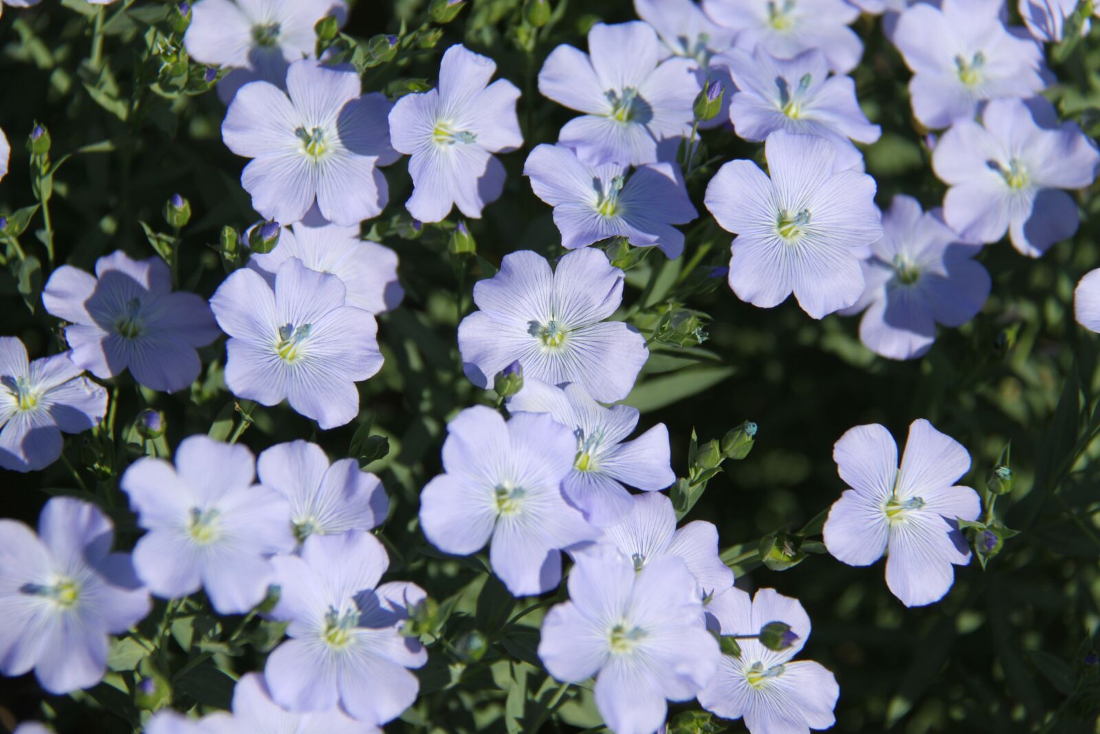 Canon EOS 500D (EOS Rebel T1i / EOS Kiss X3) sample photo. Flower, lin, blue photography