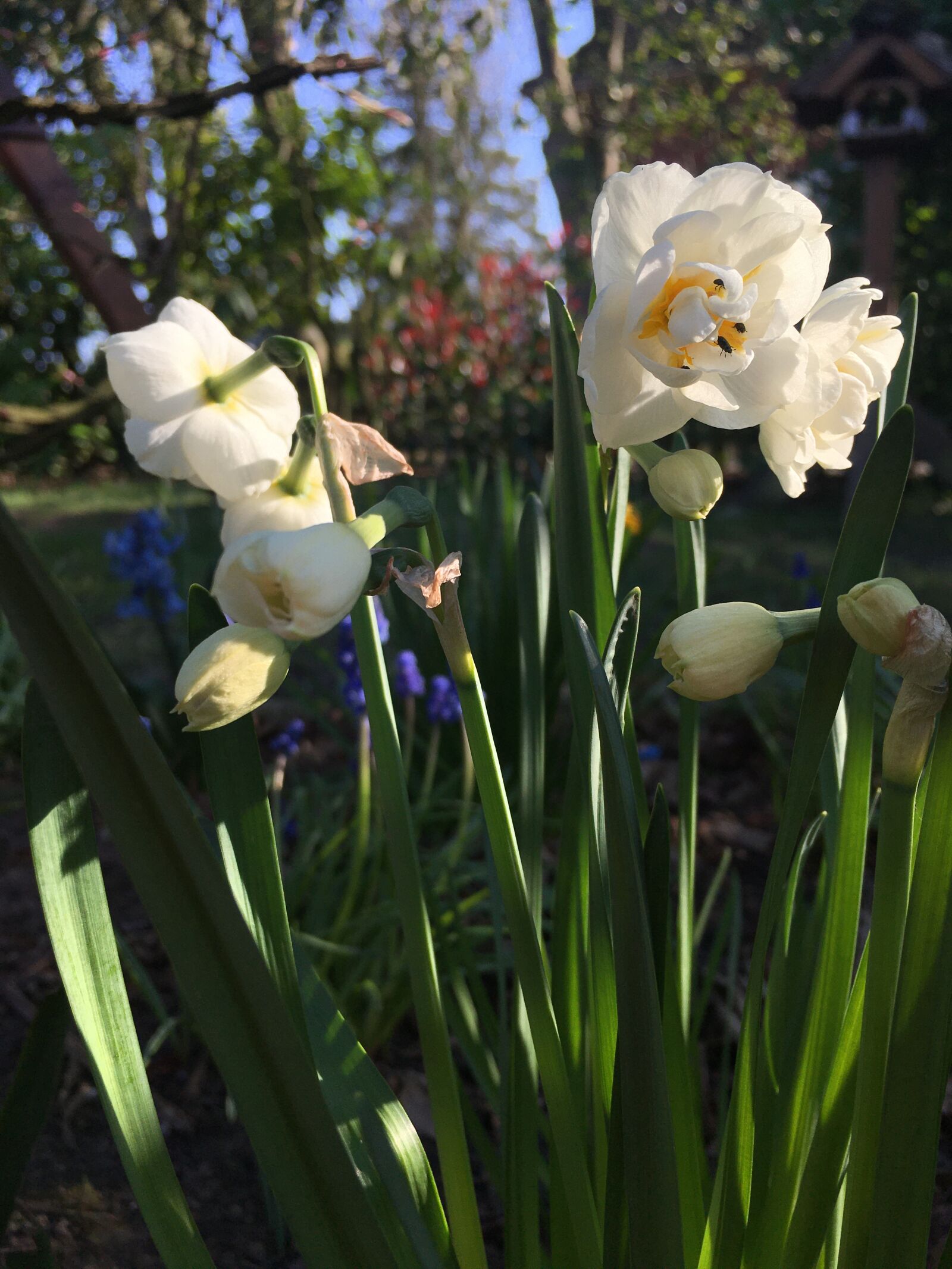 iPhone 6s back camera 4.15mm f/2.2 sample photo. Garden, sunshine, flowers photography