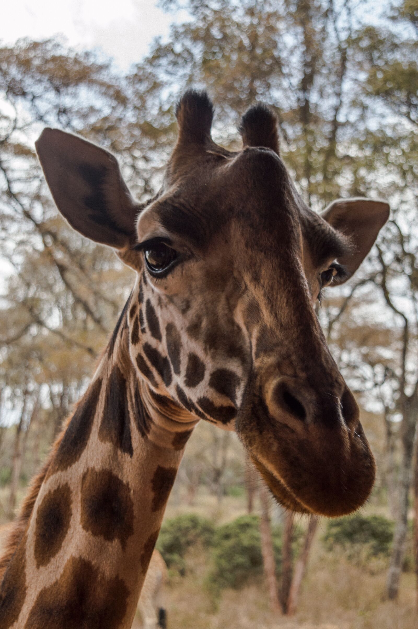 Nikon D3200 sample photo. Giraffe, africa, nature photography