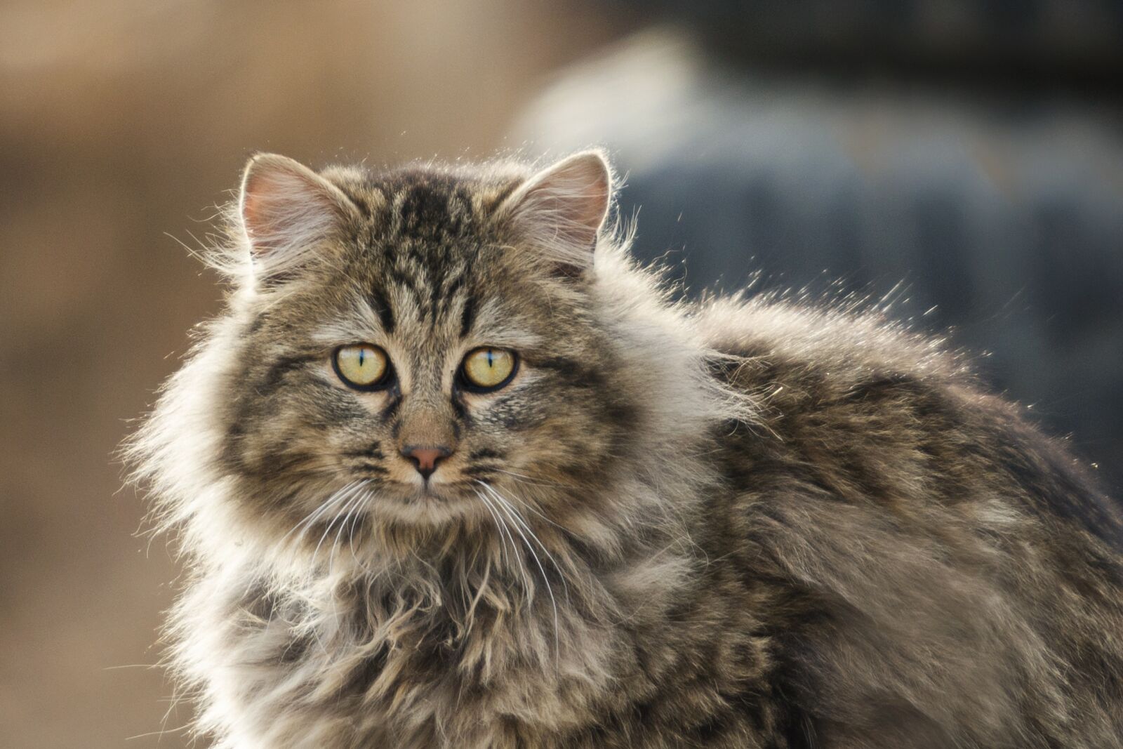 Nikon D7200 sample photo. Animal, cute, cat photography