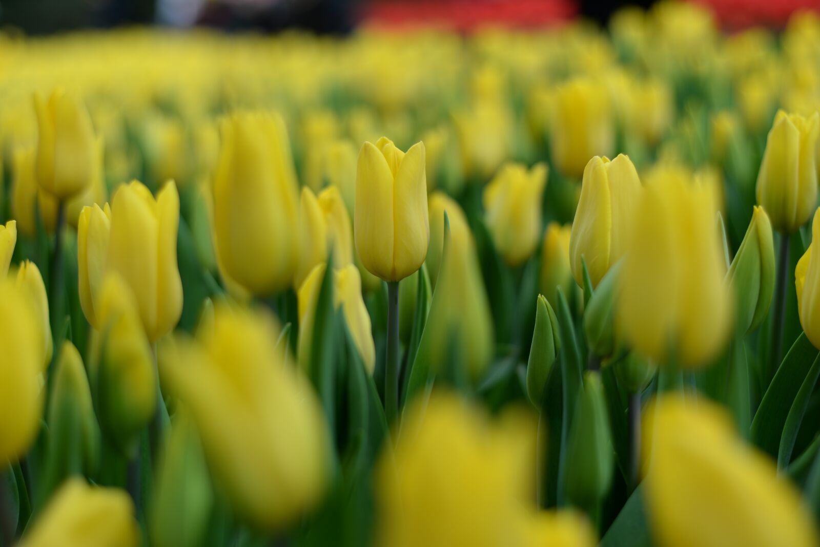 Nikon D610 sample photo. Plant, flower, tulip photography