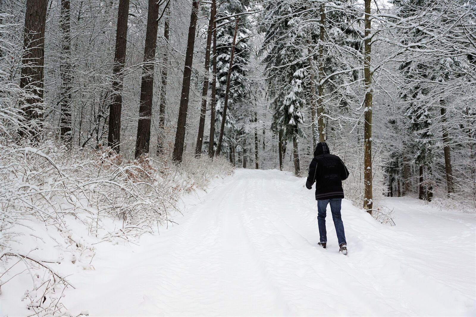 Sony ILCA-77M2 + Sony DT 16-50mm F2.8 SSM sample photo. Snow, winter, cold photography