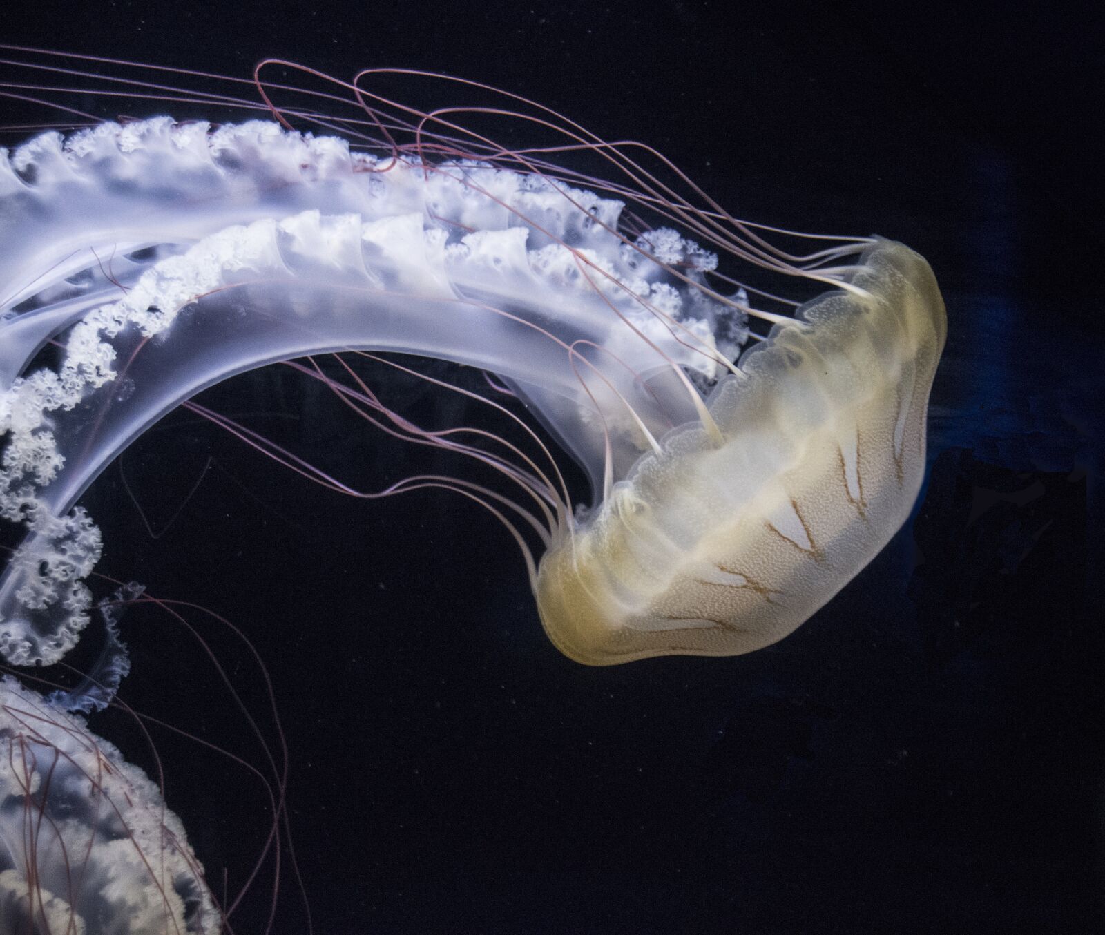 Nikon D7200 sample photo. Jellyfish, auqarium, bright photography