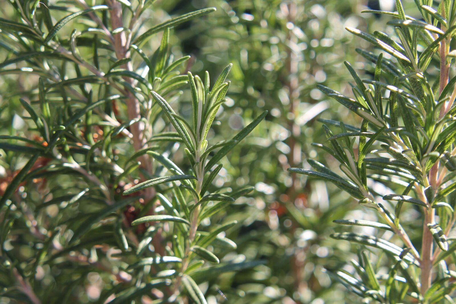 Canon EOS 1100D (EOS Rebel T3 / EOS Kiss X50) sample photo. Rosemary, plant, herbs photography
