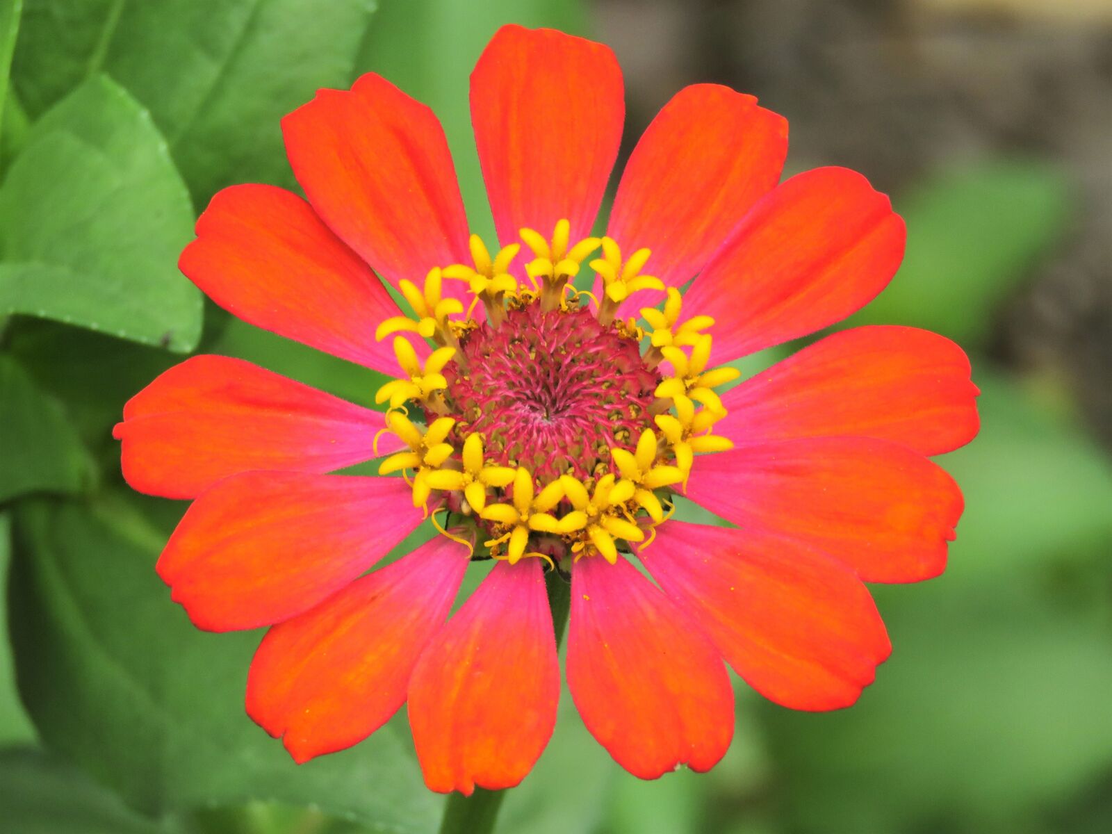 Canon PowerShot SX60 HS sample photo. Zinnia, red flower, vibrant photography