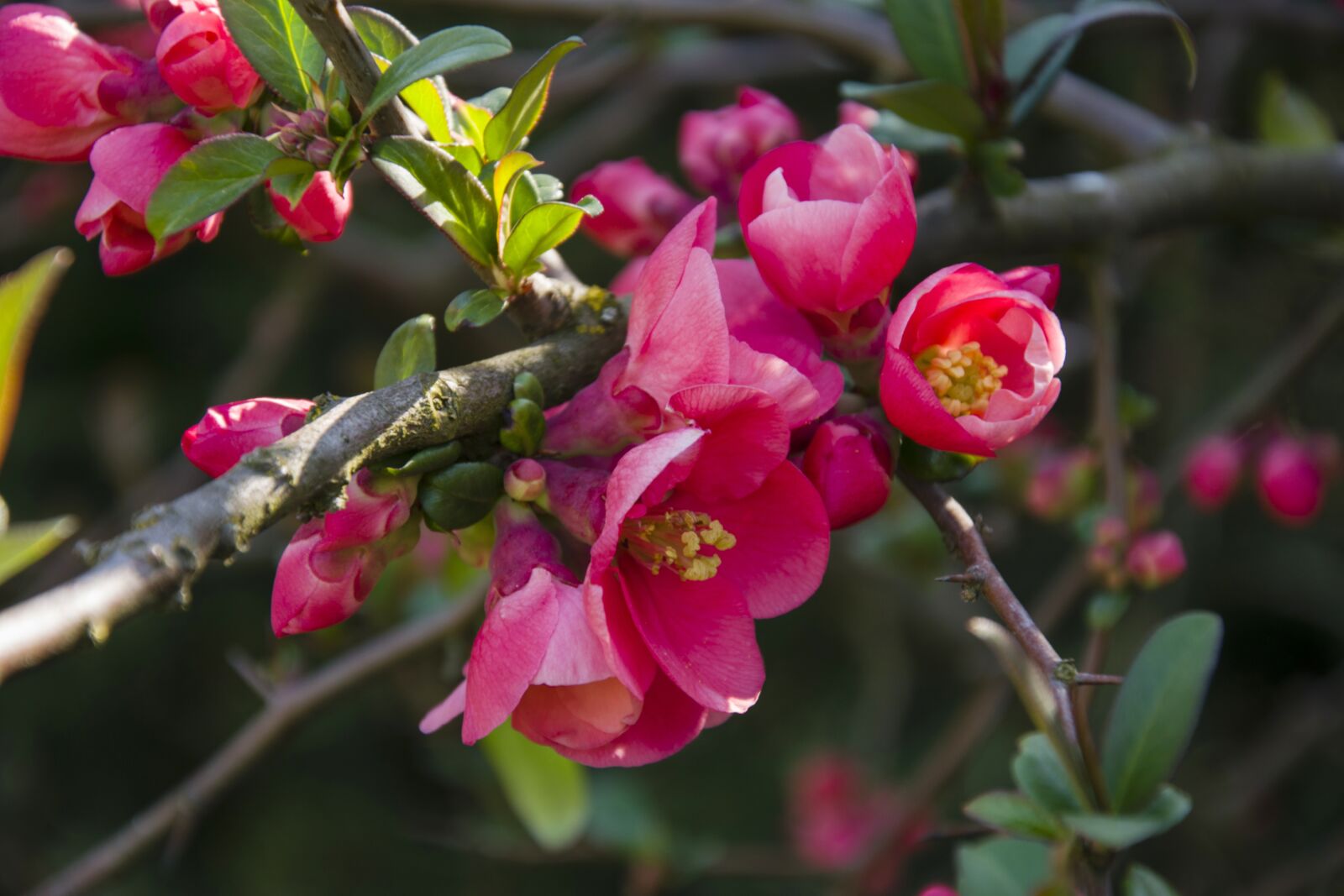 Nikon D5300 sample photo. Quince, spring, tree photography