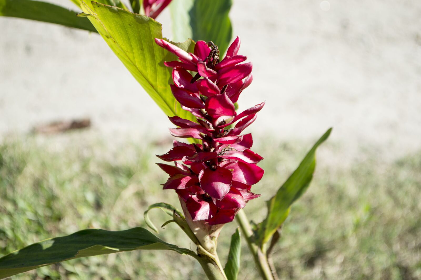 Nikon D3200 sample photo. Flower, nature, spring photography