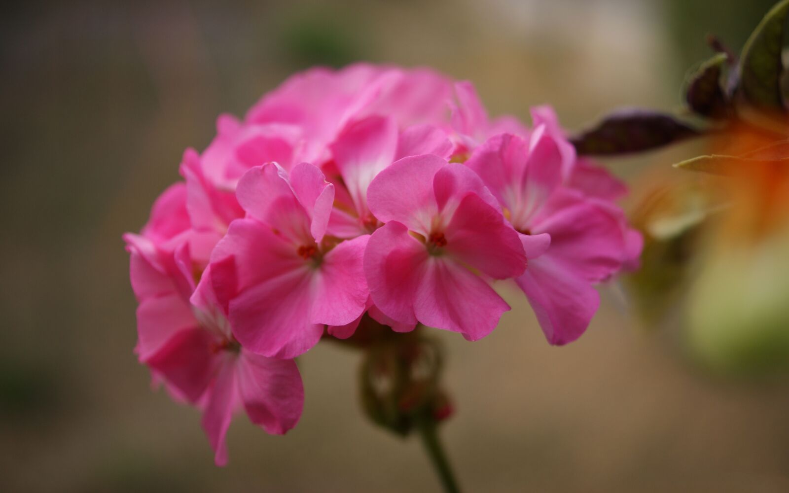 Sony Alpha DSLR-A350 sample photo. Flora, fauna, macro photography