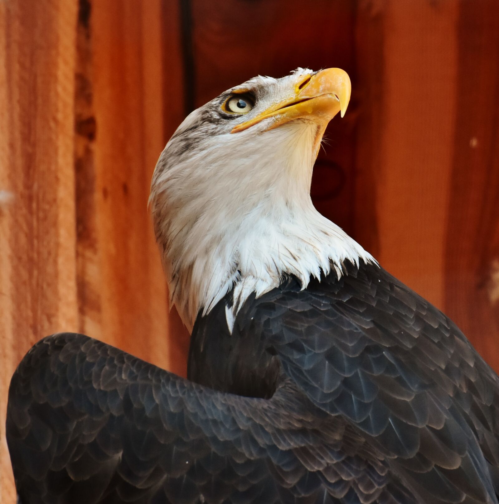 Nikon D7200 sample photo. Adler, bald eagle, eyelid photography