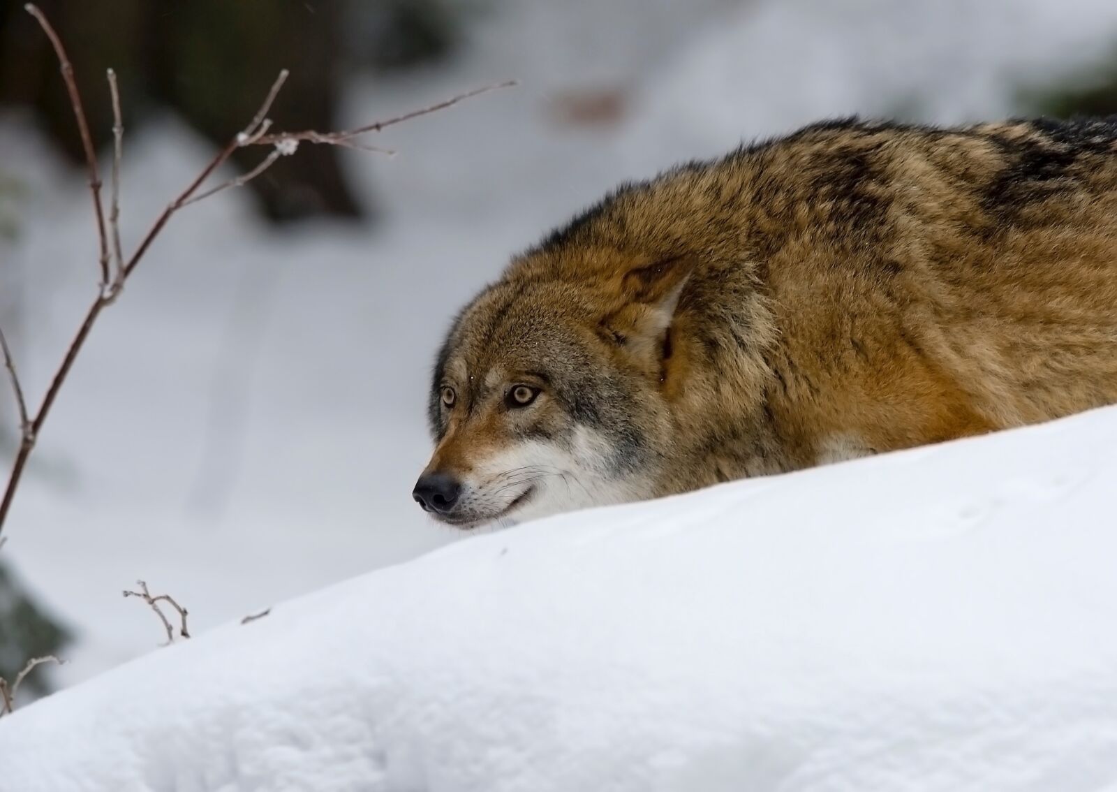 Nikon D3S sample photo. Wolf, predator, pack animal photography