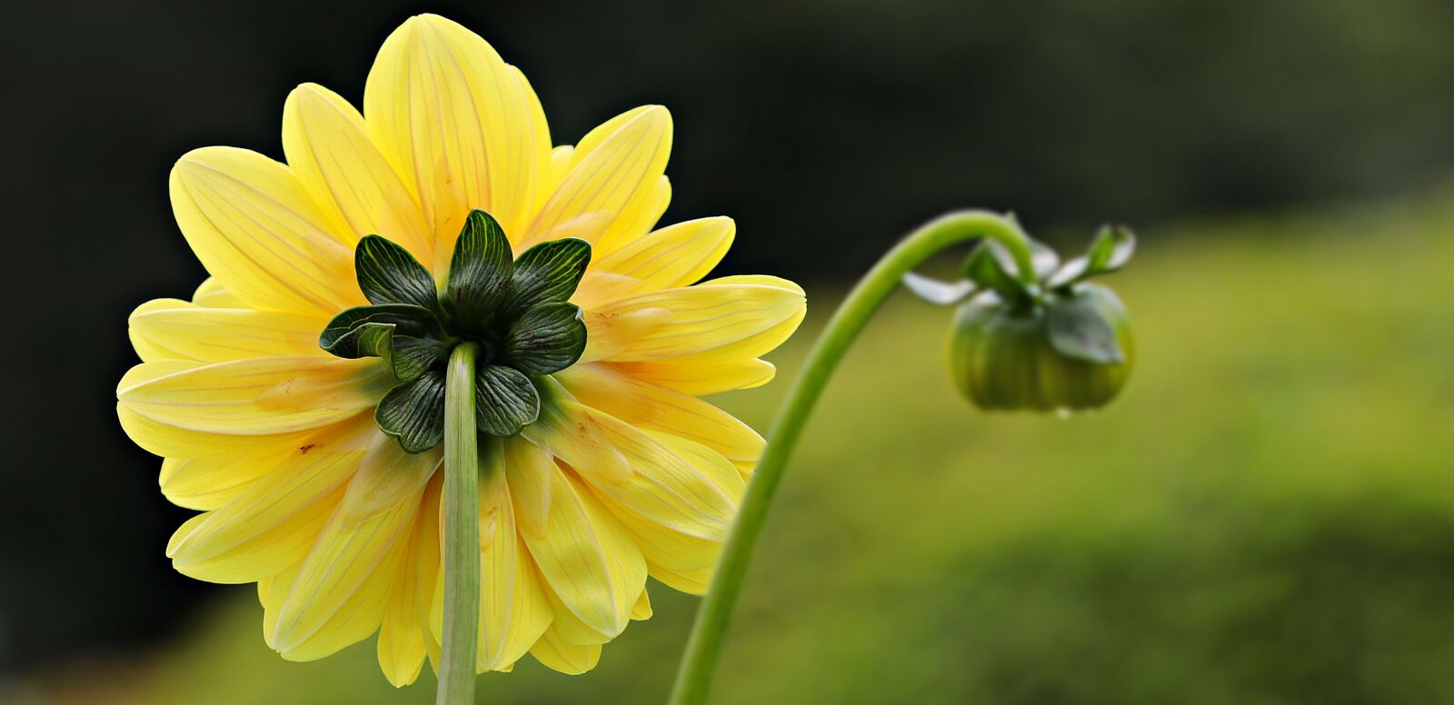 Canon EOS 80D sample photo. Dahlia, yellow, flower photography