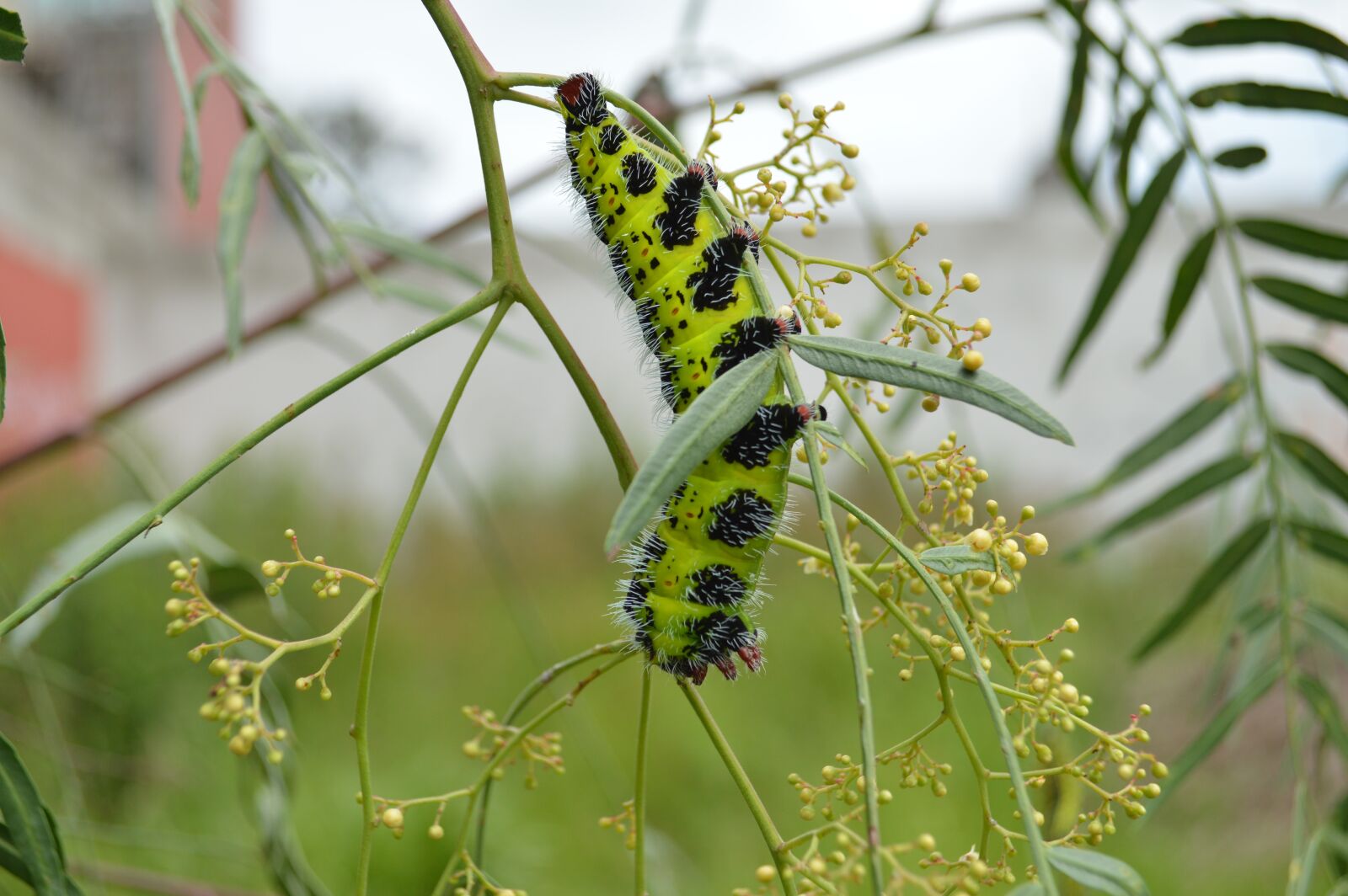Nikon D3200 sample photo. Cuetla, caterpillar, worm photography