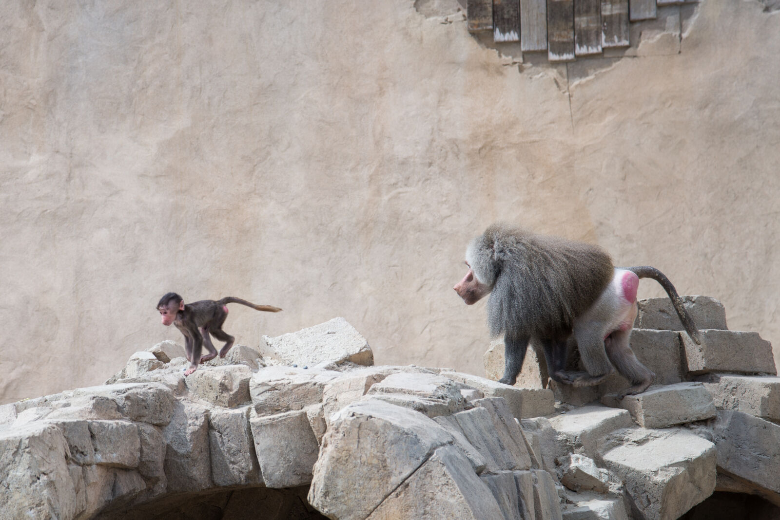 Nikon D600 sample photo. Baboon, baby, chase, monkey photography