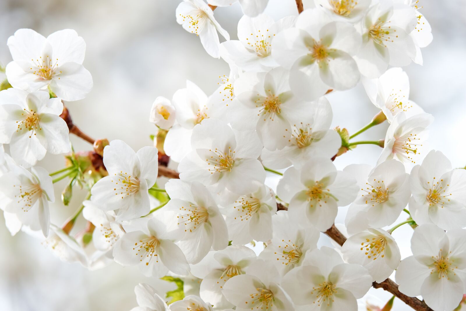 Fujifilm X-T3 sample photo. Tree blossoms, white, nature photography