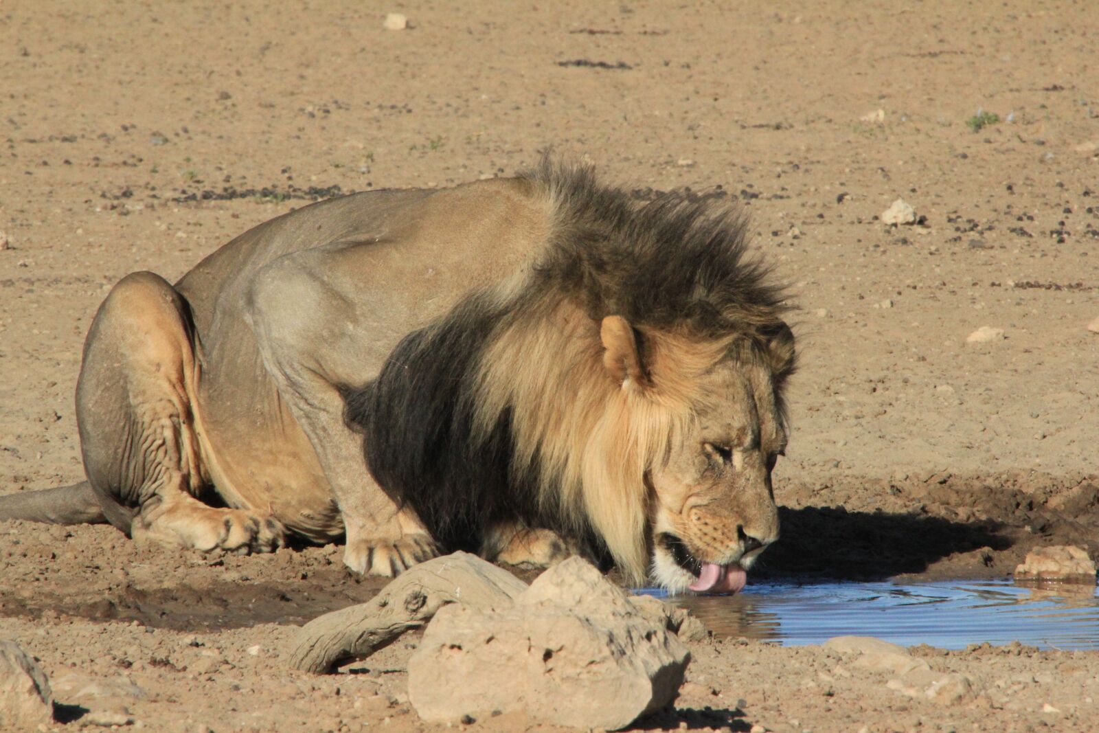 Canon EOS 550D (EOS Rebel T2i / EOS Kiss X4) sample photo. Lion, black mane, drinking photography