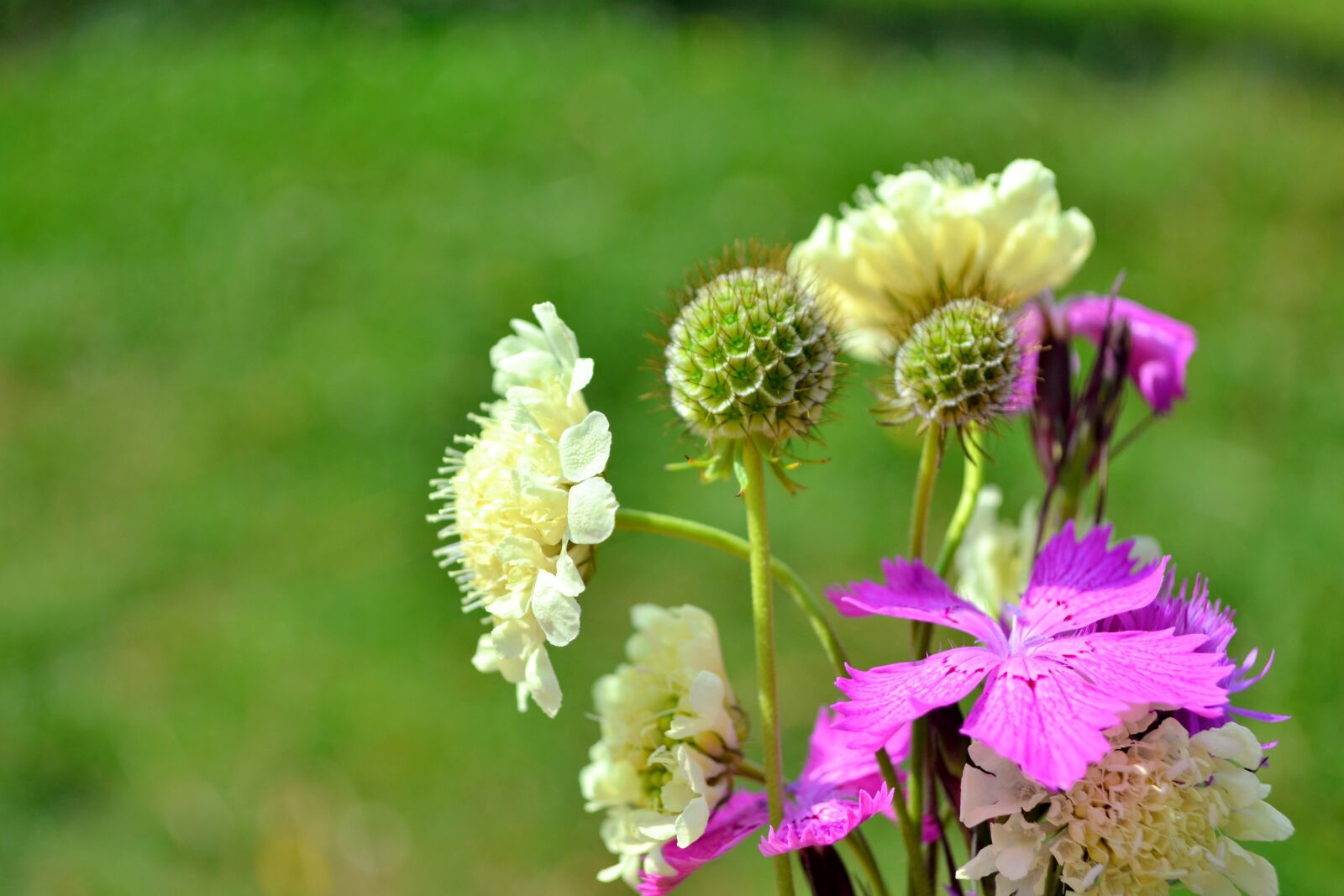 Nikon D3100 sample photo. Bouquet, flowers, purple photography