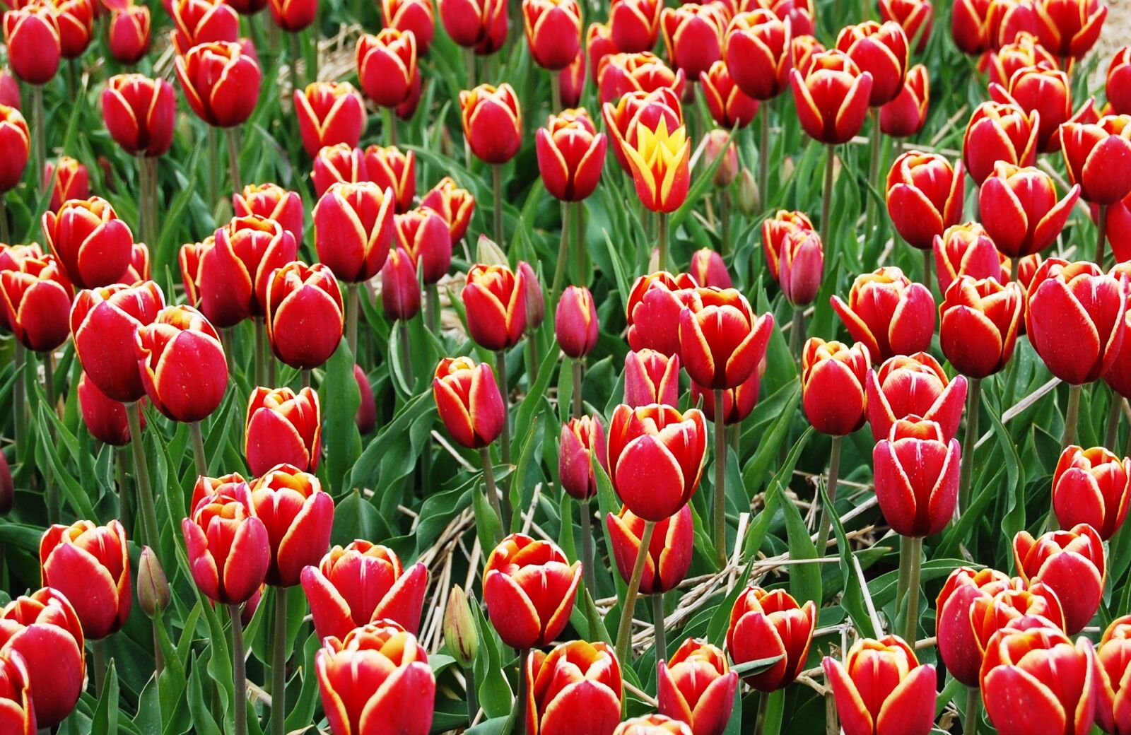 Nikon D40 sample photo. Tulips, plantation, picnic photography