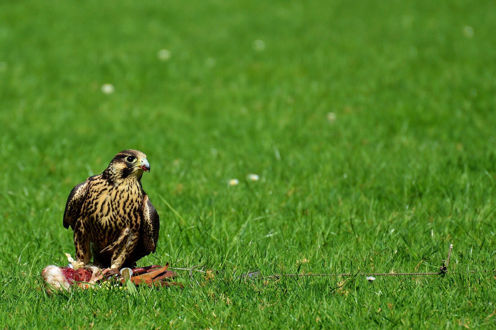 Nikon D3200 sample photo. Falcon, bird, prey photography