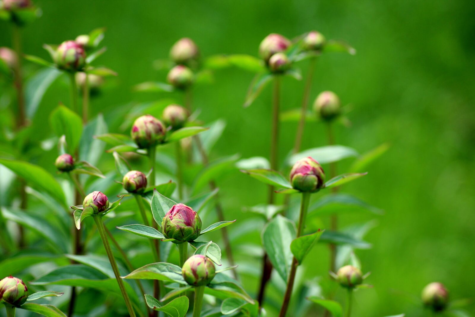 Canon EOS 1200D (EOS Rebel T5 / EOS Kiss X70 / EOS Hi) sample photo. Peonies, the buds, flowers photography