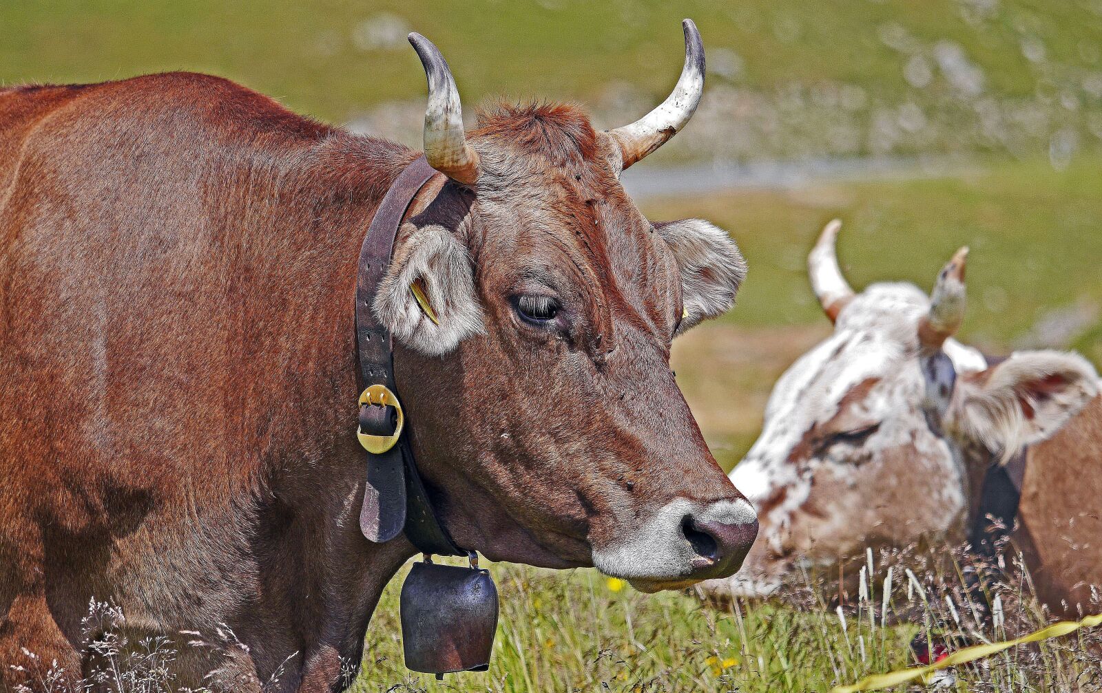 Panasonic Lumix DMC-GH3 sample photo. Cattle, heads, horns photography