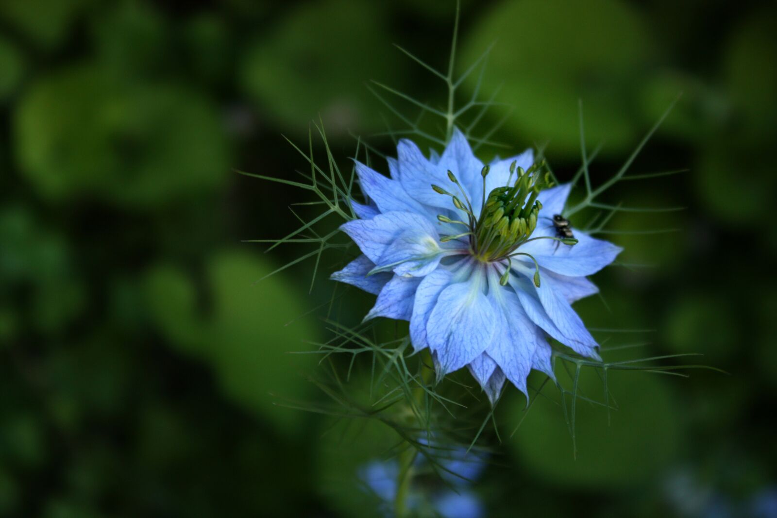 Canon EOS 450D (EOS Rebel XSi / EOS Kiss X2) sample photo. Damascus nigella, blue flower photography