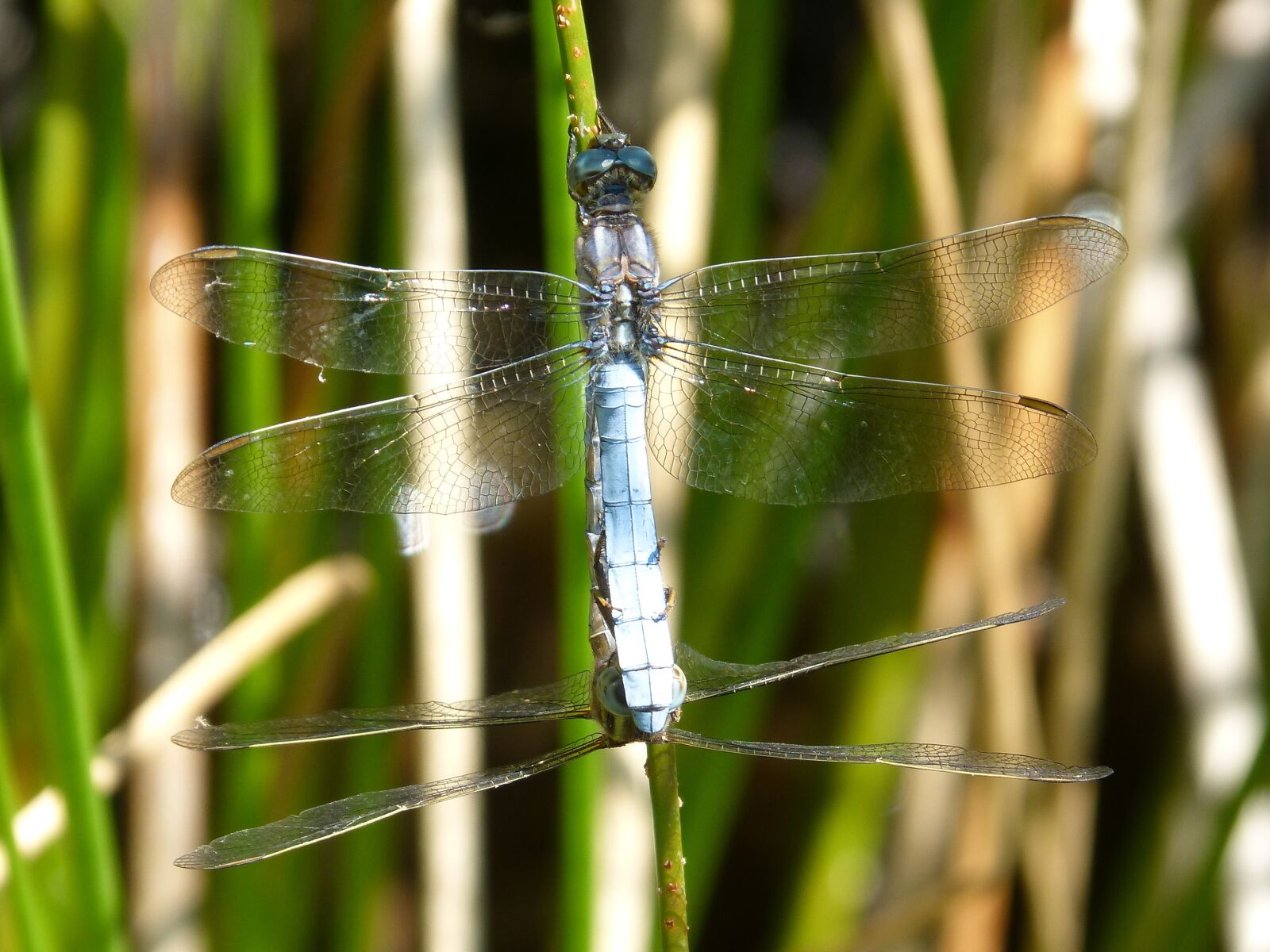 Panasonic DMC-FZ62 sample photo. Dragonfly, blue dragonfly, couple photography