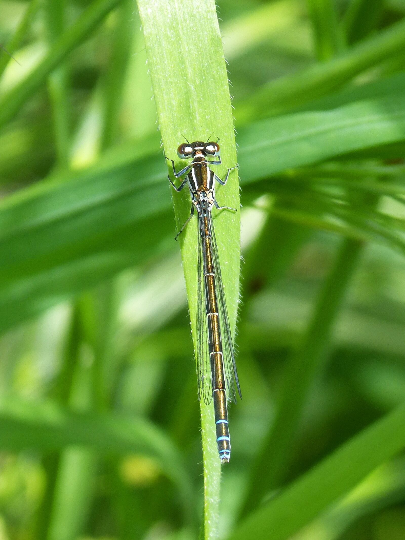 Panasonic DMC-FZ62 sample photo. Dragonfly, damselfly, flying insect photography