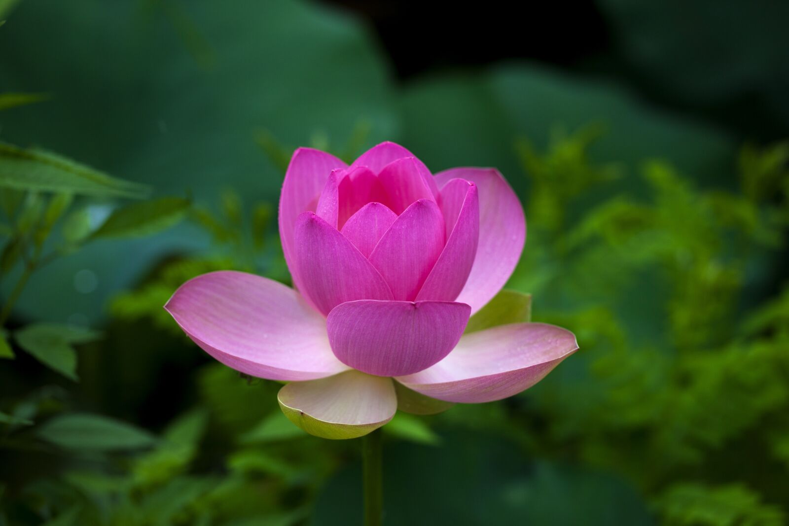 Canon EOS 5D Mark II + Canon EF 100mm F2.8L Macro IS USM sample photo. Lotus, flowers, pond photography