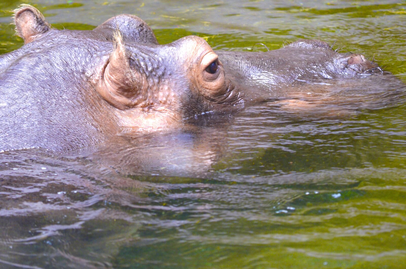 Nikon D5100 sample photo. Hippopotamus, hippo, dangerous photography