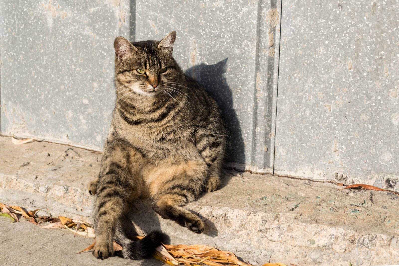 Nikon D3100 sample photo. Cat, animals, pets photography