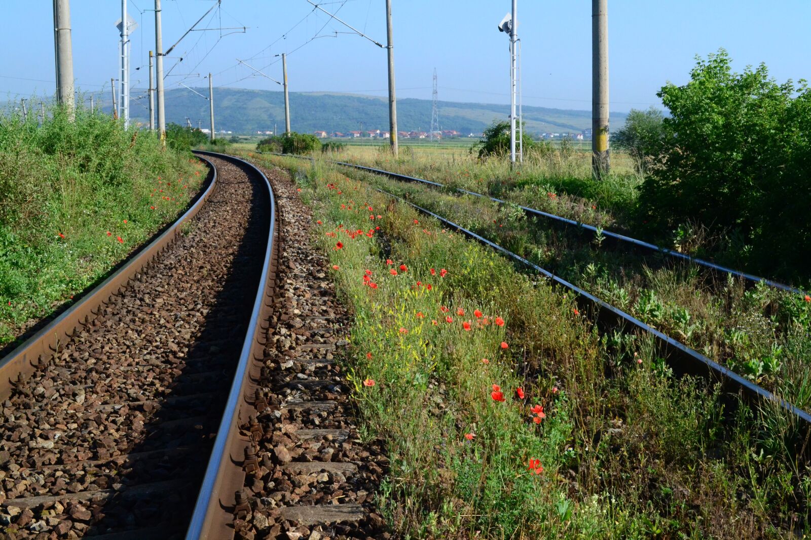 Nikon D3100 sample photo. Train, poppy, flower photography