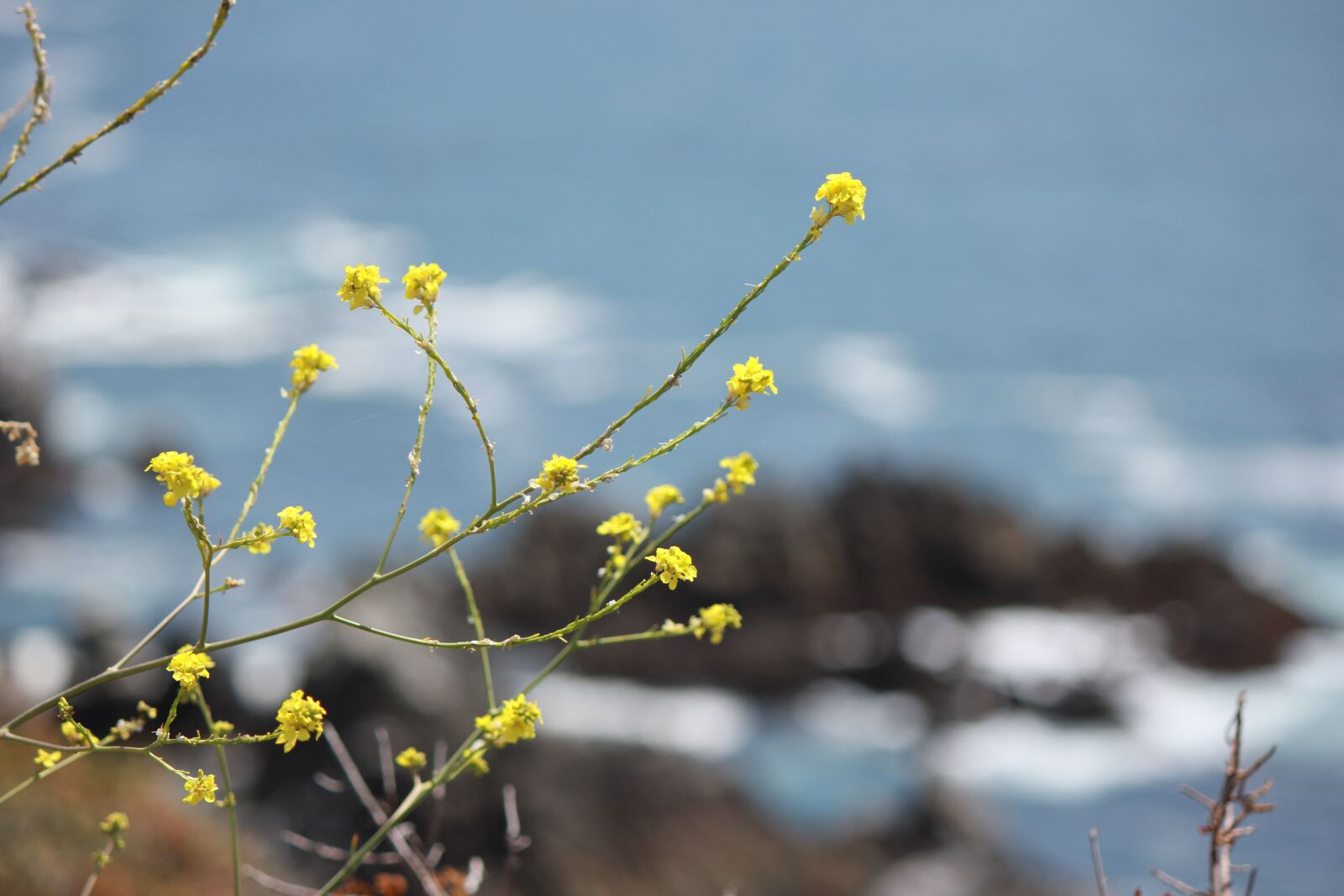 Canon EOS 550D (EOS Rebel T2i / EOS Kiss X4) sample photo. Flowers, yellow, coastal photography