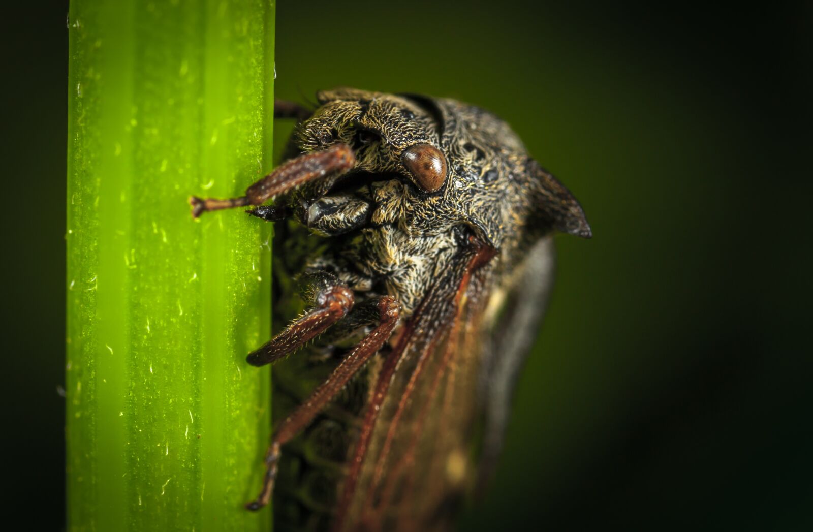 Canon EOS 5D Mark II + Canon MP-E 65mm F2.5 1-5x Macro Photo sample photo. Insect, nature, living nature photography