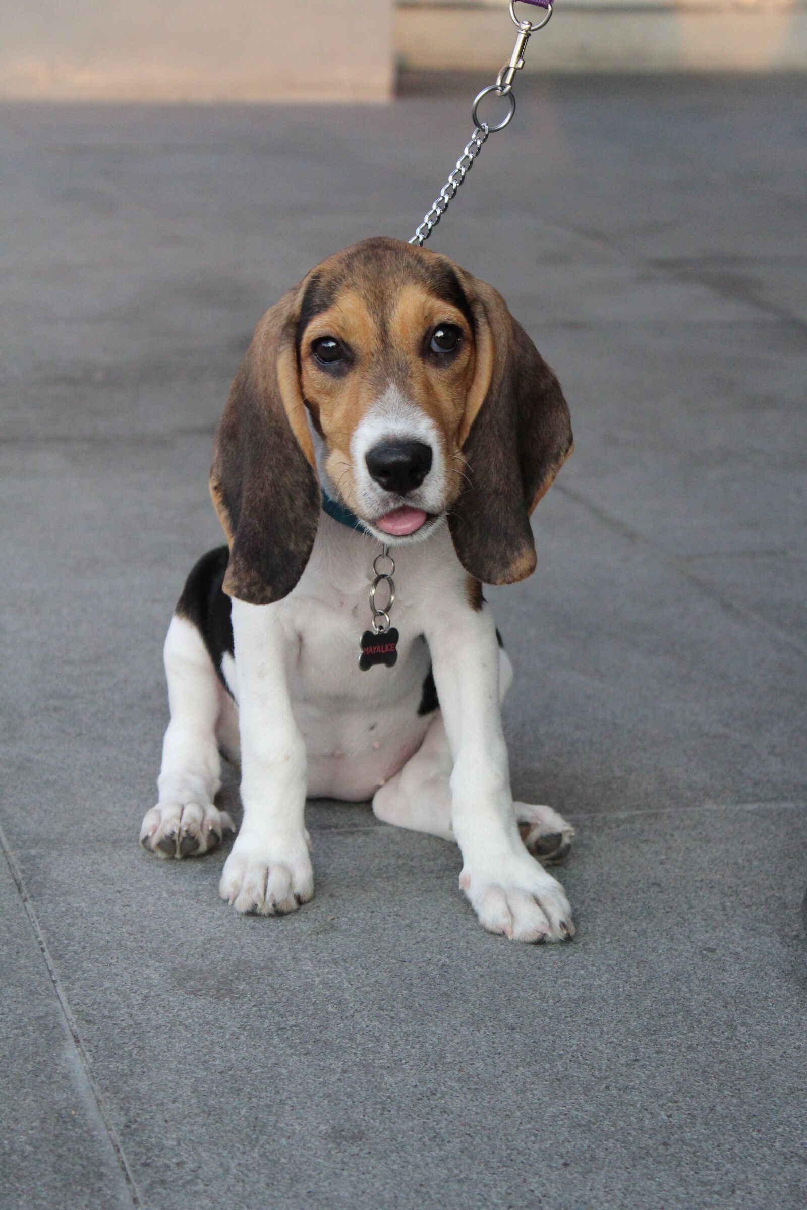 Canon EOS 1300D (EOS Rebel T6 / EOS Kiss X80) sample photo. Happy dog, smiling dog photography
