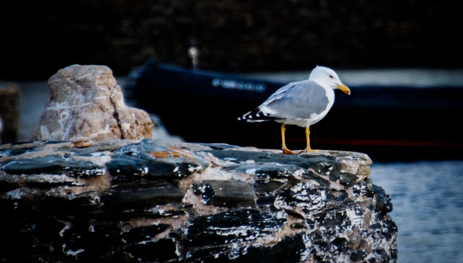 Canon EOS 7D Mark II sample photo. Seagull, sea, bird photography