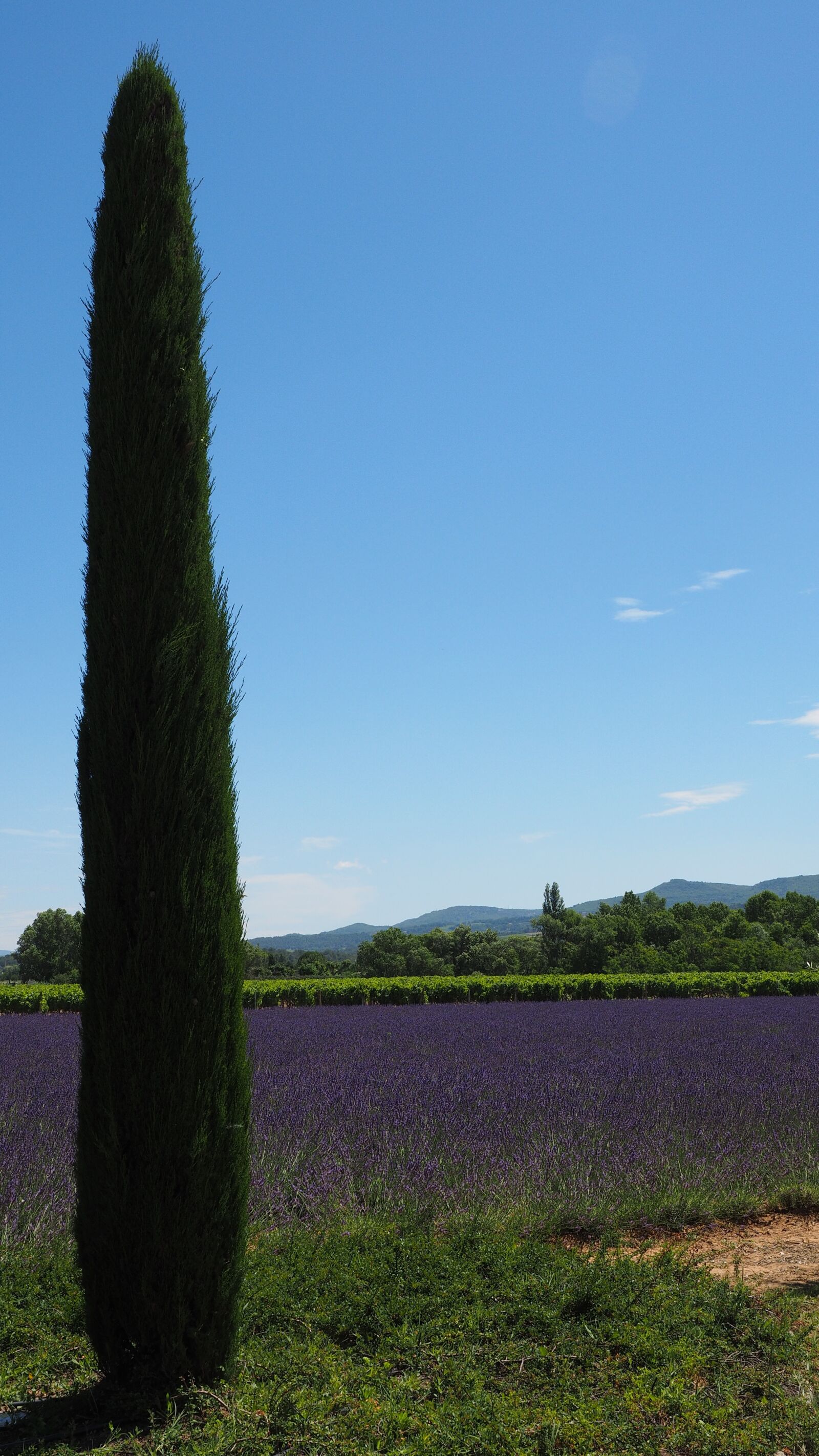 Olympus OM-D E-M1 + Olympus M.Zuiko Digital ED 12-40mm F2.8 Pro sample photo. Cypress, lavender field, lavender photography
