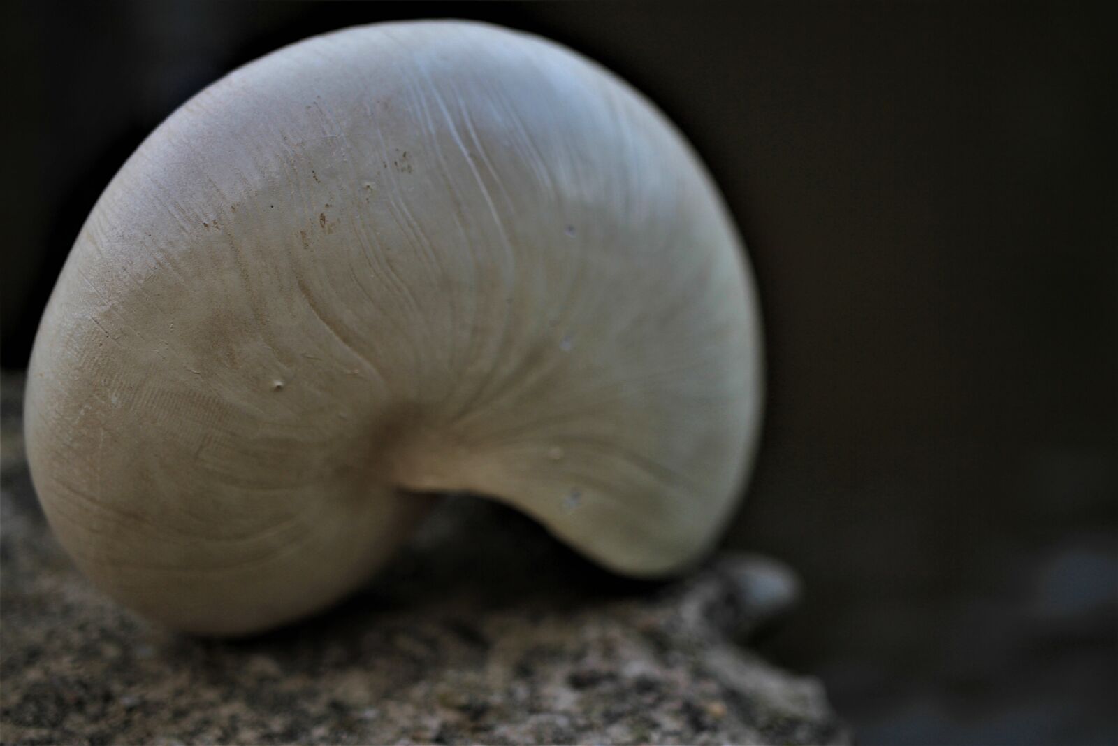 Canon EOS 7D sample photo. Shell, water, contrast photography