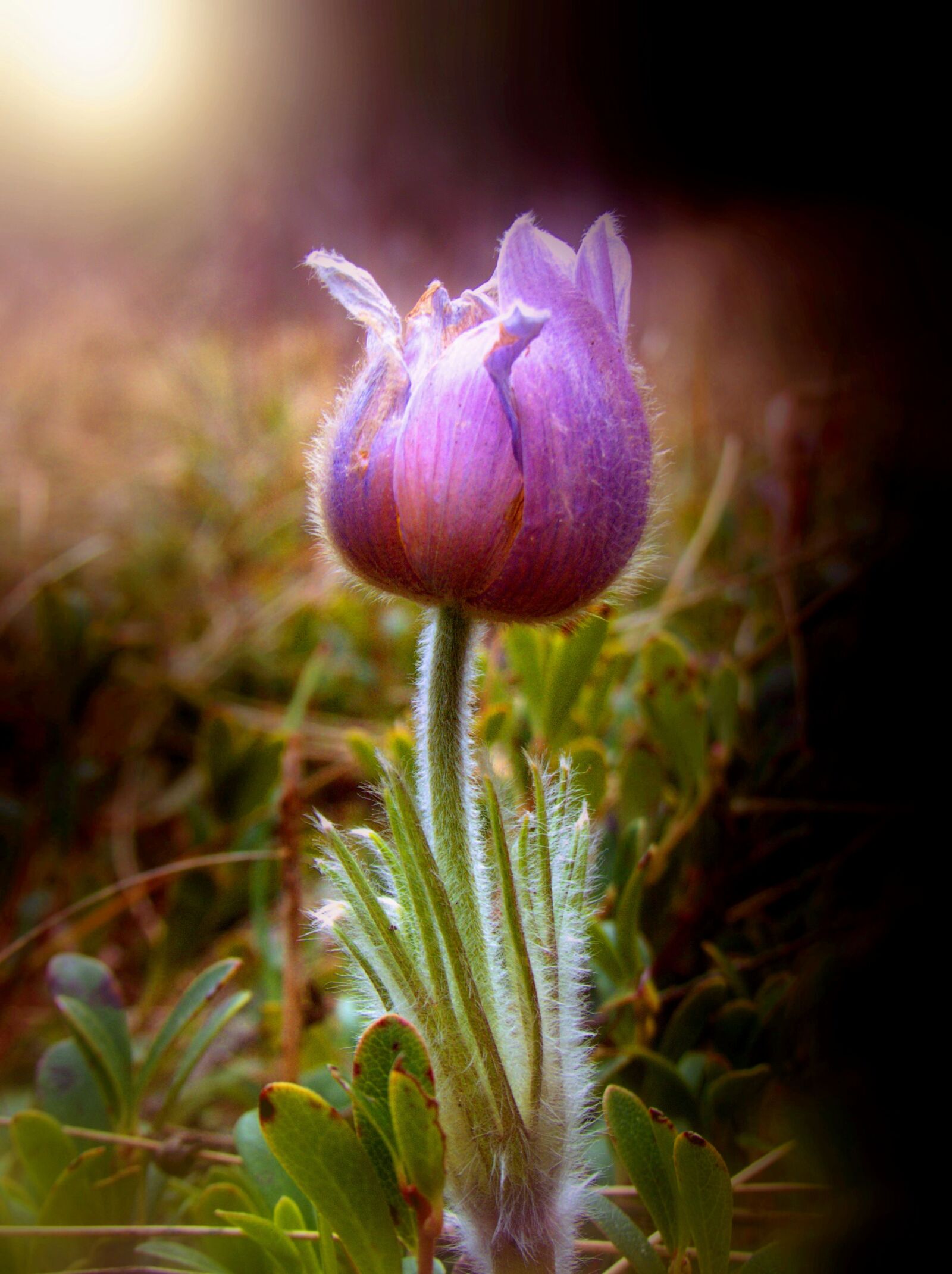 Canon PowerShot SX50 HS sample photo. Flower, light, stem photography