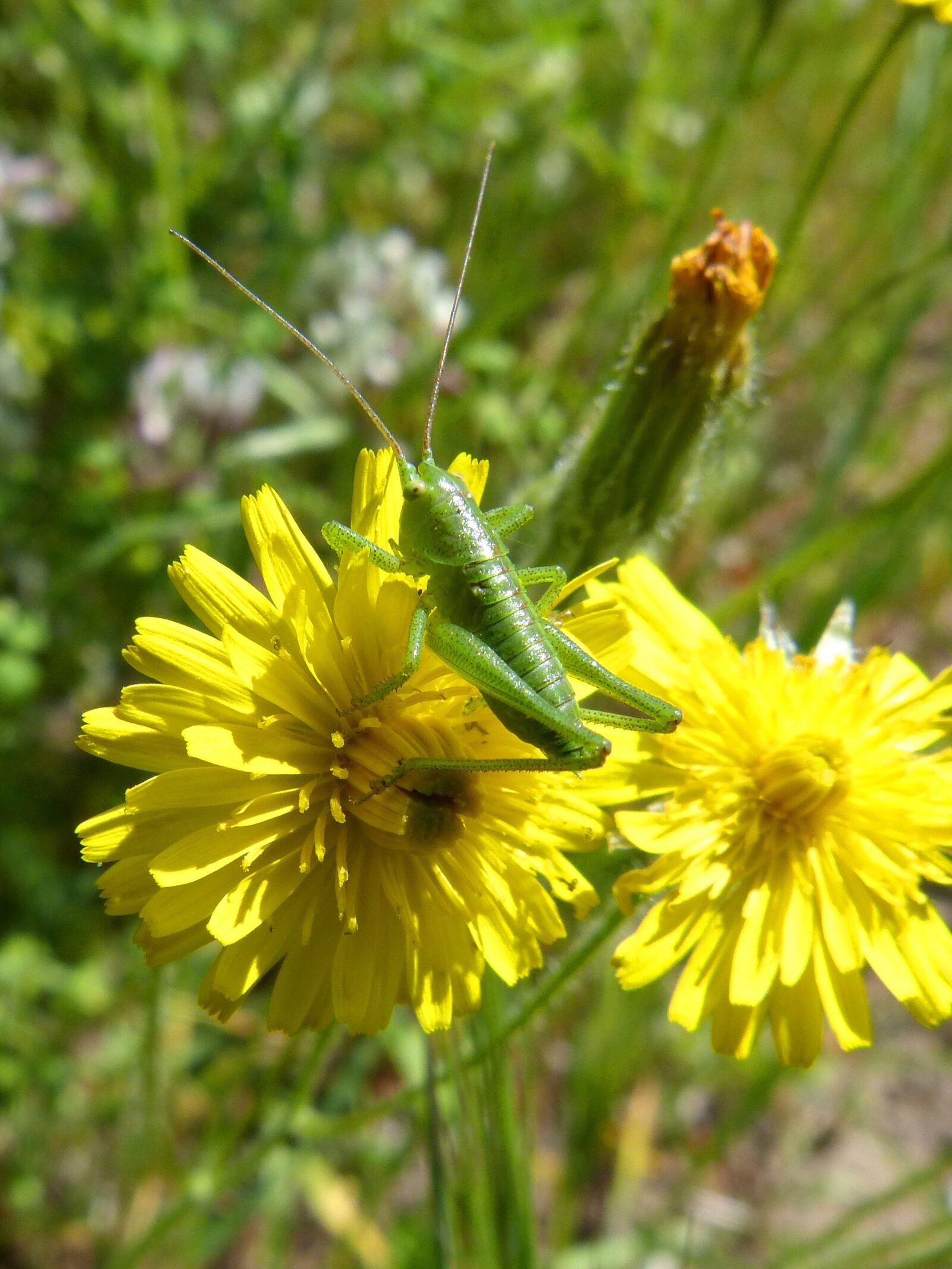 Panasonic DMC-FZ62 sample photo. Tettigonia viridissima, green lobster photography
