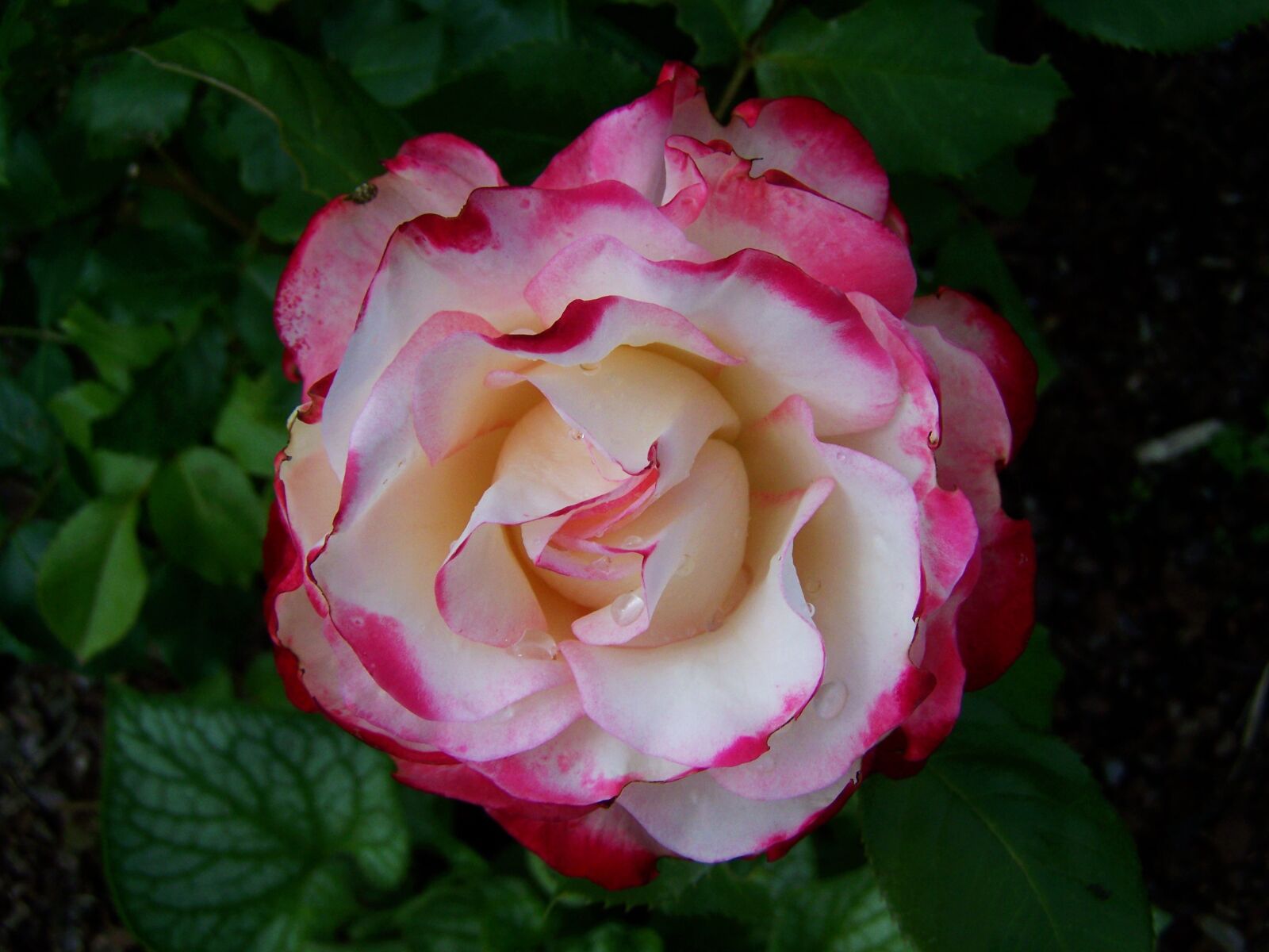 Kodak EASYSHARE ZD710 ZOOM DIGITAL CAMERA sample photo. Rose, summer flower, flower photography