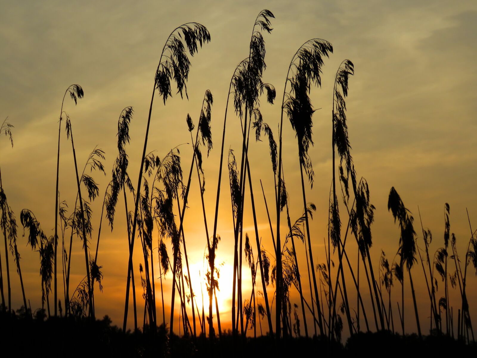 Canon PowerShot SX60 HS sample photo. Grass, cane, sunset photography