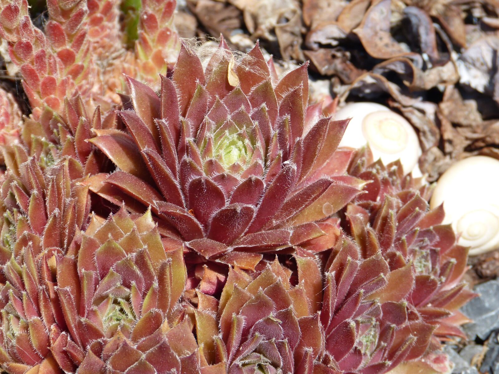Panasonic Lumix DMC-FZ150 sample photo. Cactus, close up, red photography