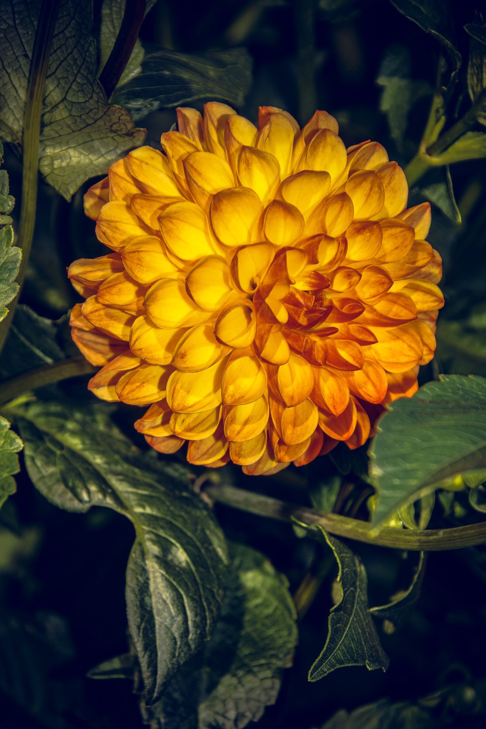 Sony ILCA-77M2 sample photo. Dahlia, blossom, bloom photography