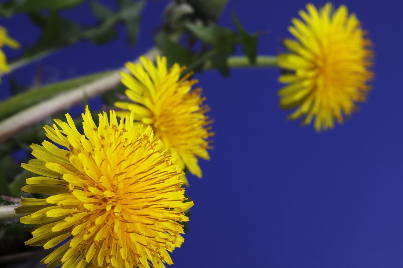 Canon EOS 6D Mark II sample photo. Dandelion yellow, spring, plants photography