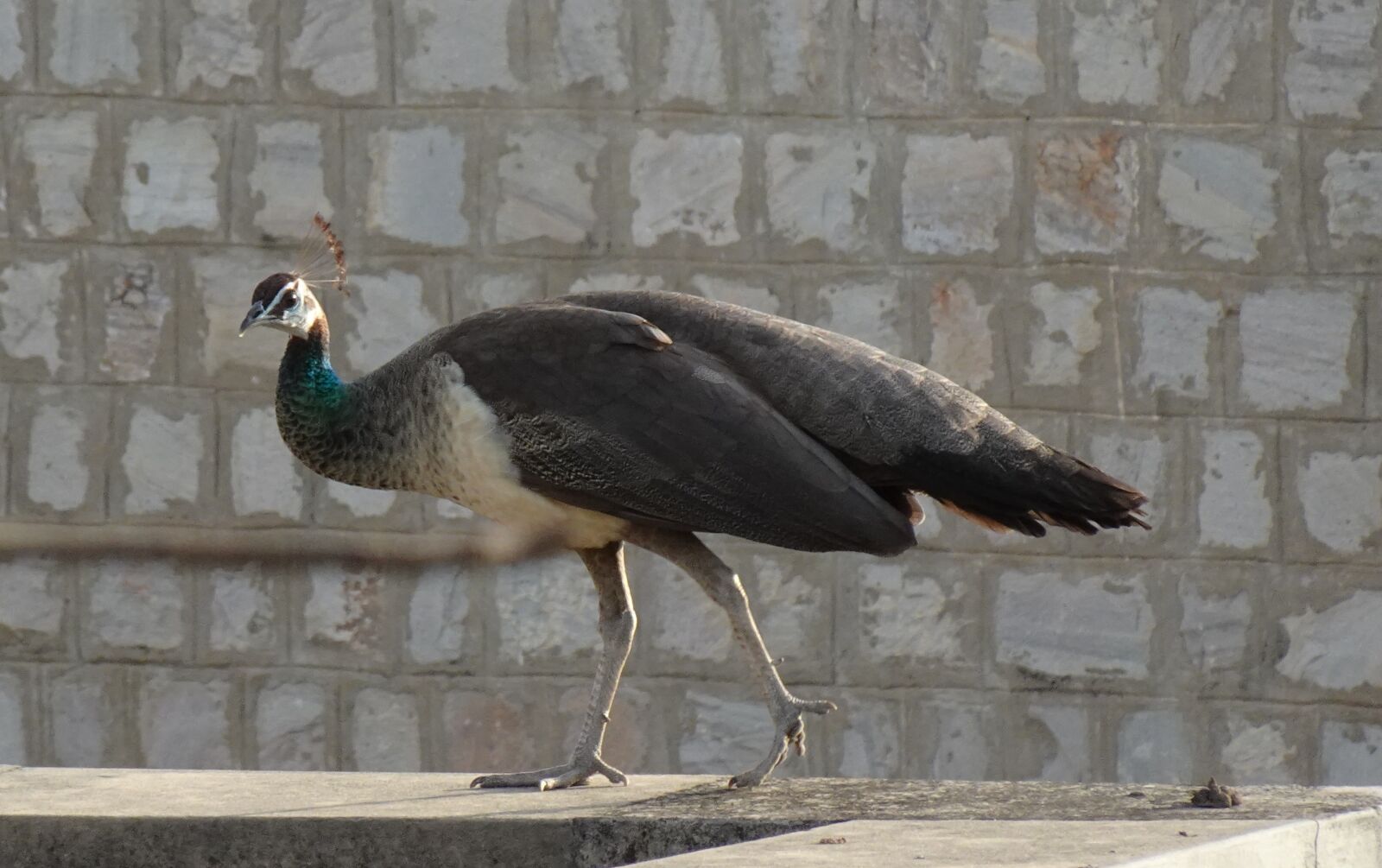 Sony DSC-WX800 sample photo. Bird, peahen, peafowl photography