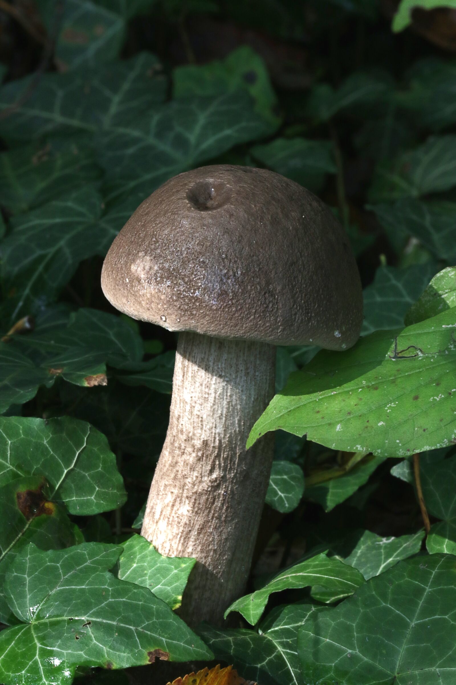 Canon EOS 7D Mark II sample photo. Autumn, mushrooms, underwood photography